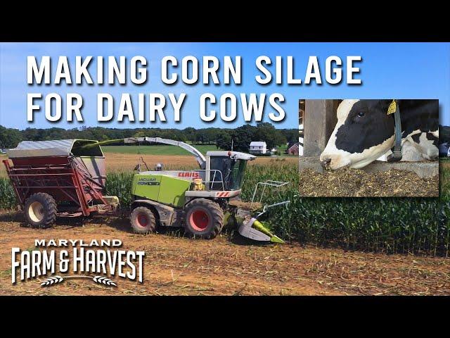 Making Corn Silage for Dairy Cows | Maryland Farm & Harvest