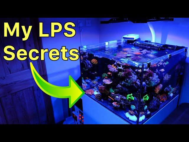 Keeping LPS Corals: My Secrets Revealed (How I Run This Tank - FULL Rundown)