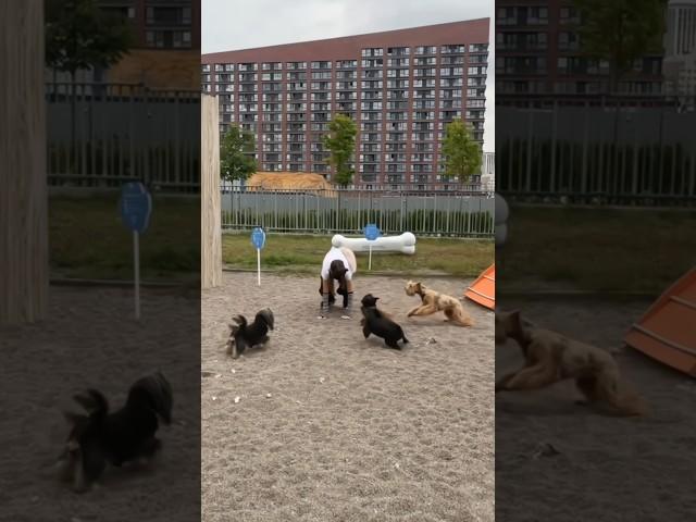 В Москве собаки чуть не растерзали квадроберов! #Shorts #квадробика #квадроберы #Москва