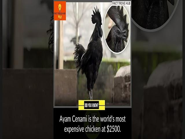 Ayam Cenami Exploring the World's Most Expensive Chicken #facts #shorts #interestingfacts