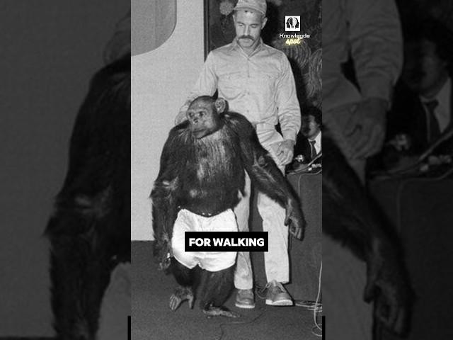Oliver The Chimpanzee Had Human Habits 