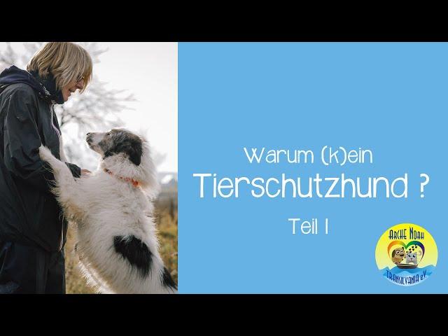  |F&A Warum (k)ein Tierschutzhund - Teil 1| 