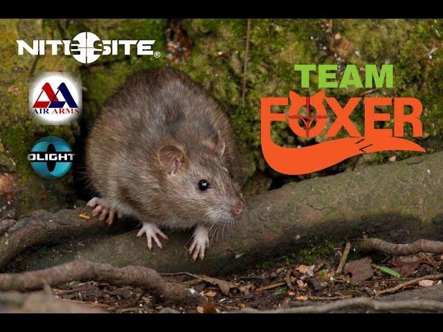 RAT CONTROL Part 2 (Bigger Better)