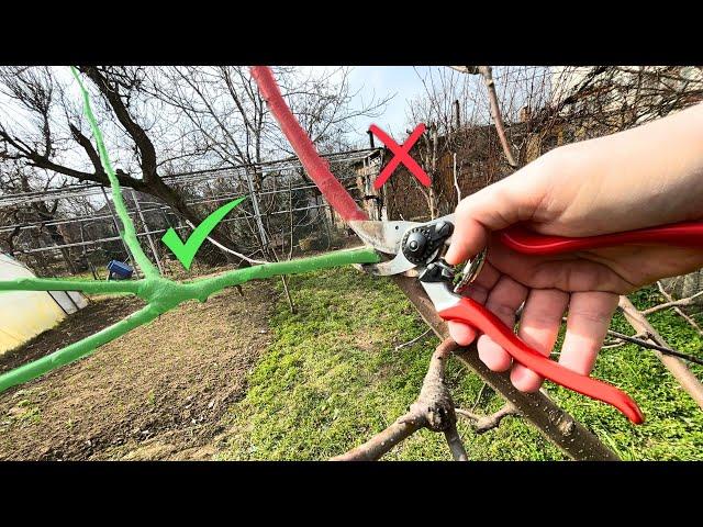 Don’t Make These 2 Mistakes When Pruning an Apple Tree – The Tree Will Thank You!