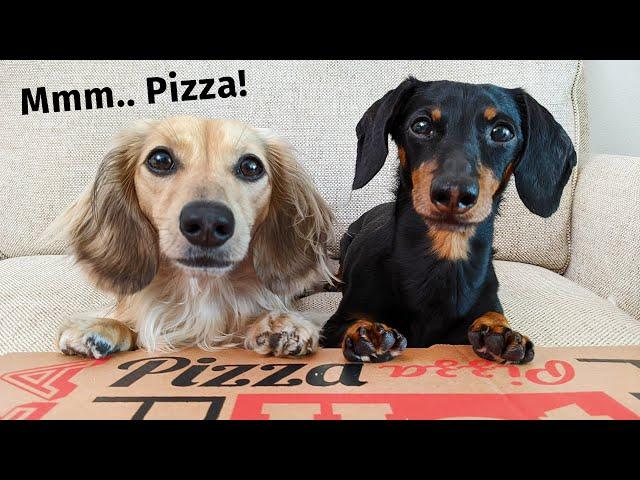 The Dogs (ATTEMPT) To Order a Pizza - Get Busted by Eufy Pet Camera