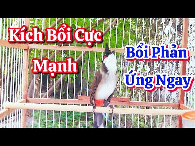 chào mào hót sáng kích bổi - luyện giọng hay ép bổi sổ bọng và căng lửa - chào mào hót đấu