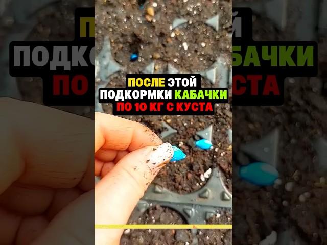 После этой подкормки кабачки по 10 кг с куста #огород #секреты #дача #сад #урожай #кабачки