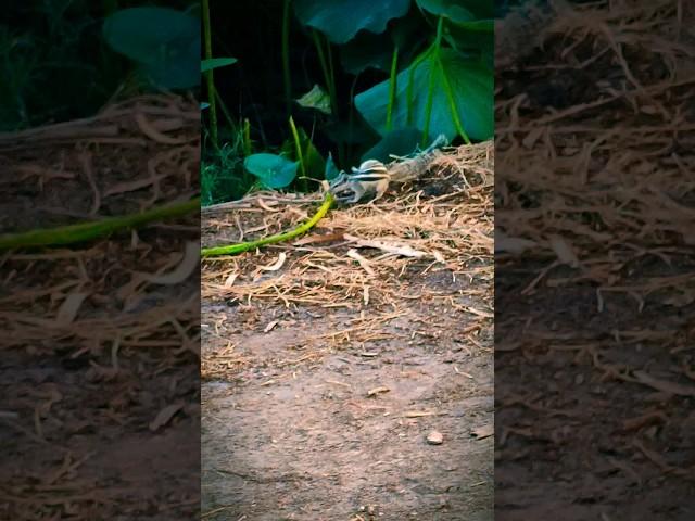 squirrel funny moments  funny animals videos #shorts #viral