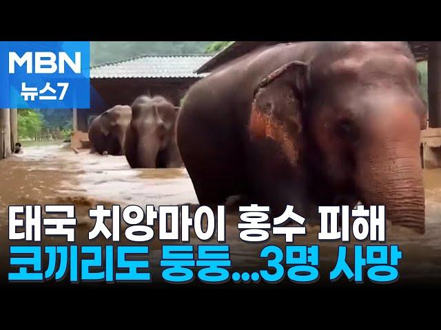 태국 치앙마이 홍수로 코끼리까지 '둥둥'…3명 사망 [MBN 뉴스7]