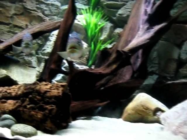 Aquarium Alex.mp4