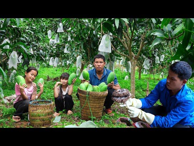 Harvesting Mangoes to Sell, Hunting for Giant Ground Bee Nests to Raise on the Farm | Family Farm