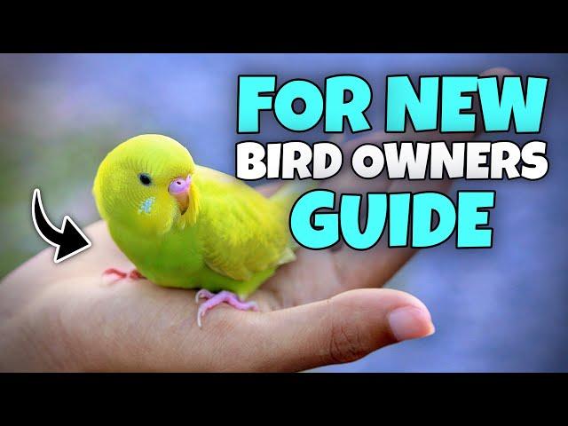 New Bird Owner? Don’t RUIN Everything – Watch THIS!