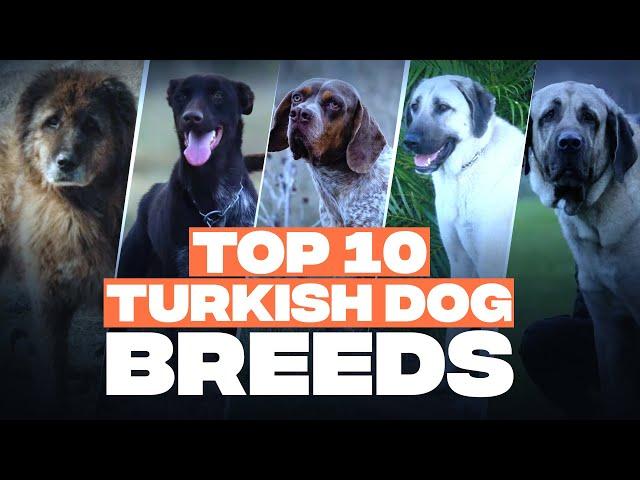 Top 10 Turkish Dog Breeds You’ll Love!