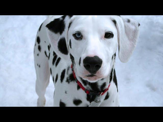 10 Fun Facts About Dalmatians!
