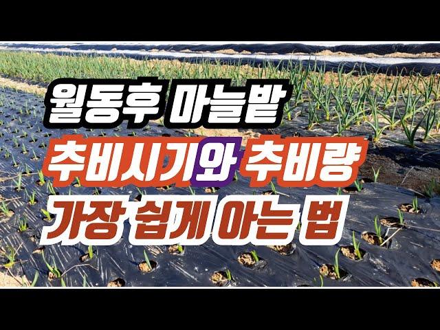 [텃밭] 마늘 추비시기와 시비량 가장 쉽게 아는 법