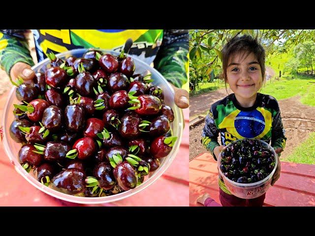 fruta nativa muito saborosa, suco de cereja do rio grande