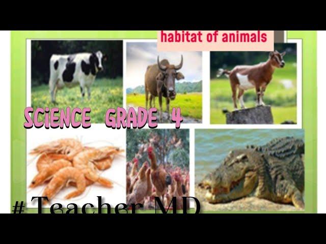 Grade 4 science/Habitat of animals /live on land, in water and both on land and in water.