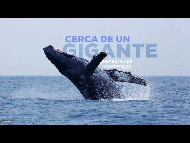 Cerca de un Gigante | Especiales Teleantioquia | Teleanitoquia