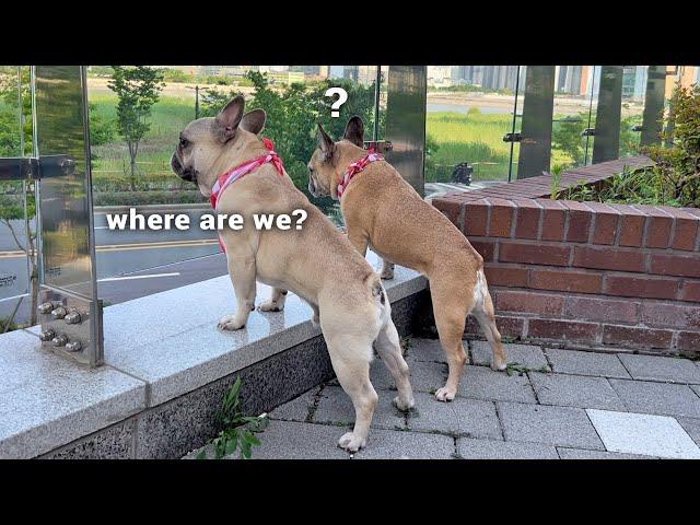 My Dog's 5 Favorite Places In Our New Home | Funny Reaction And House Tour