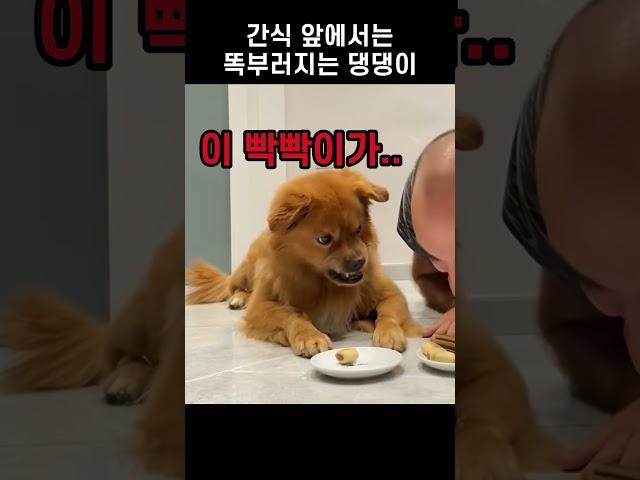 "어딜 넘봐?!" 주인이 간식을 노리자 댕댕이의 반응