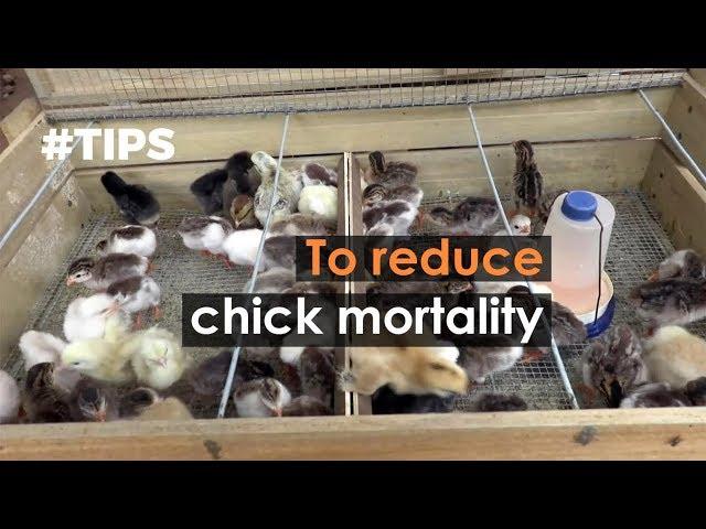 #TIPS to reduce chick mortality