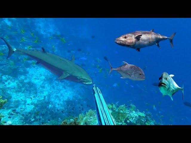 BERBURU IKAN TUNA BESAR DAN PULUHAN GIANT TREVALLY MONSTER