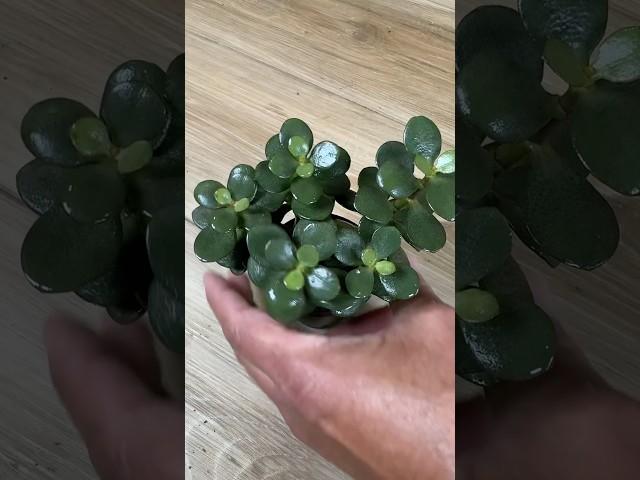 How To MIRACULOUSLY Propagate Jade Plant from Just Leaves