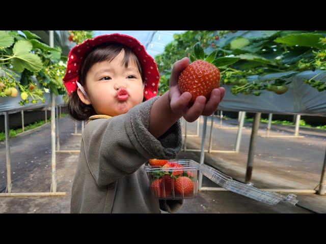 [SUB] A curious Korean kid went to pick strawberries. 