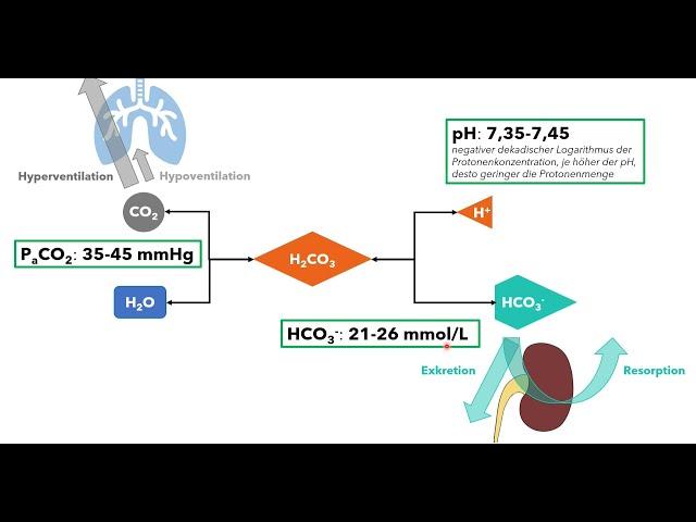 Blutgasanalyse Teil 2 - Säure-Basen-Haushalt (Einführung für das Medizinstudium)