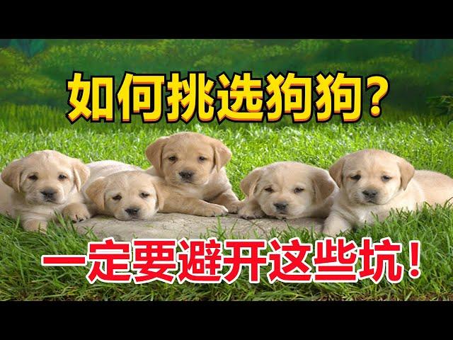 【宠物狗】怎麽挑選寵物狗？千萬要註意這五點！