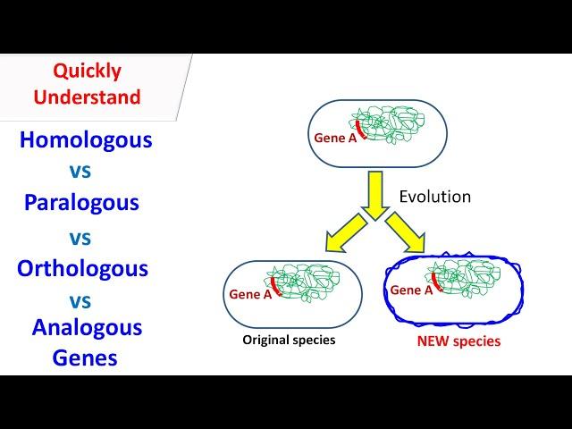 Homologous, Orthologous, paralogous, Analogous genes.