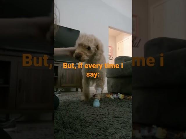 How to re name your dog  #minilabradoodle #callie #shorts