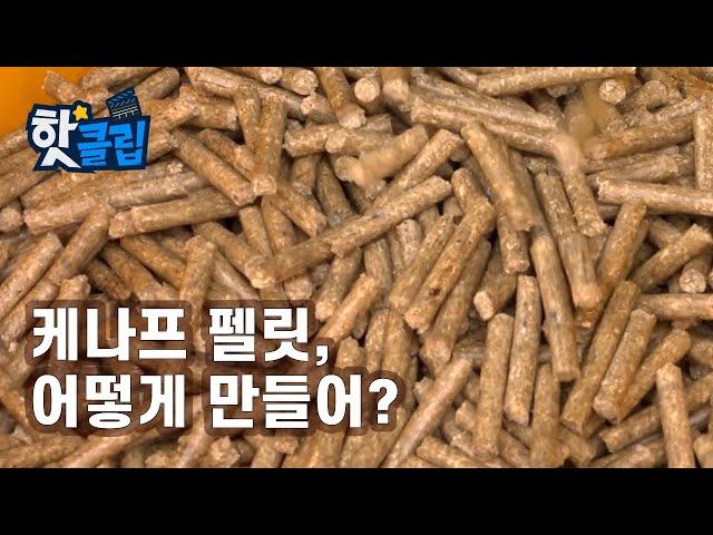 목재 펠릿의 좋은 대안, 케나프 펠릿의 제조 과정 [핫클립] / YTN 사이언스