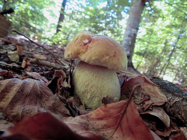 Sommerpilze im Schönbuch - 08. Juli 2022 - Summer mushrooms in the Schönbuch forests