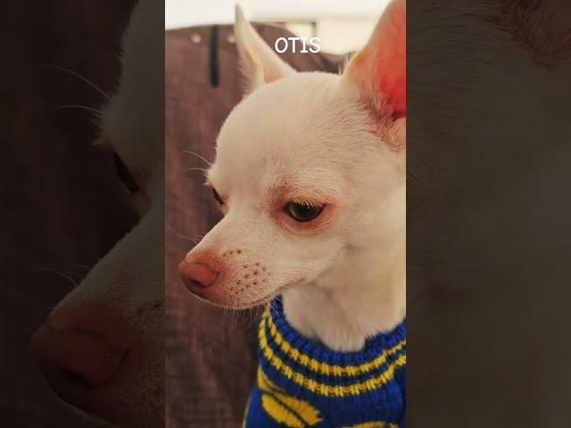 Otis#adorabledog #chihuahua #optimisticdogs #cutetoys #petphotos #stuffedtoys #dogbreeds