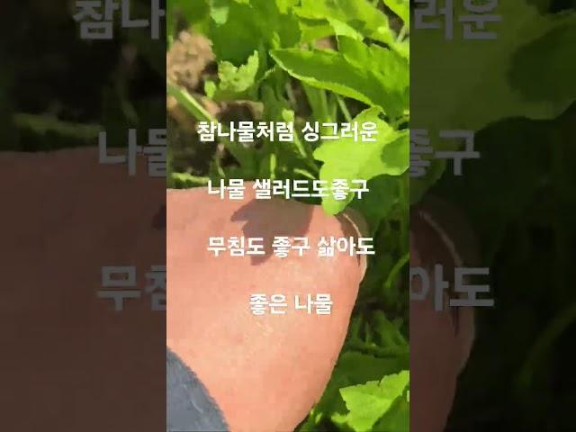 참나물보다 더많이 채취할 수있는 나물파드득 #주말농사 #garden #자연농원 #농사 #gardening #귀촌생활 #farming #산골 #산나물 #plants
