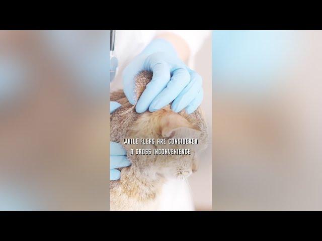 The Astonishing Super Power of Fleas! #shorts