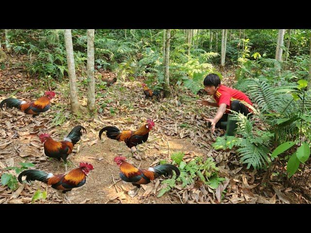 The boy set a trap and unexpectedly caught a flock of wild chickens. | Wandering boy