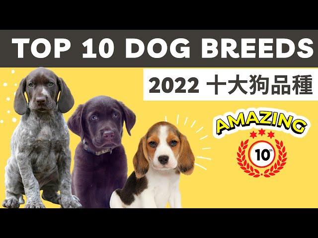 Top 10 DOG Breed in 2022｜十大狗品種 中英字幕 CC