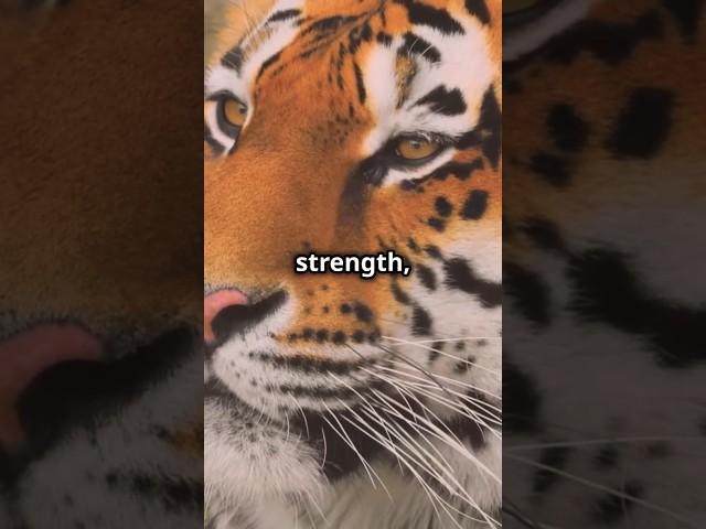 The Unbelievable Strength of a Tiger's Legs #FunFact #Incredible #tigers