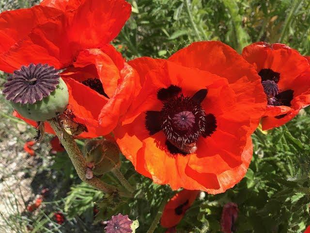 #116 - Where Did The Name Red Poppy Ranch Come From?