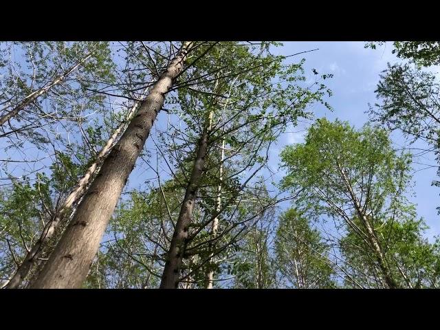 무료영상소스/숲,나무,바람,하늘(Free Video Source/Forest,trees,wind,sky)