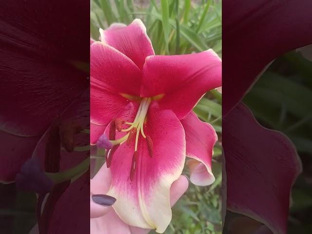 Лилия Джудит Саффинья ОТ гибрид, (Lilium OT-hybrid Judith Saffigna), цветение первогодок
