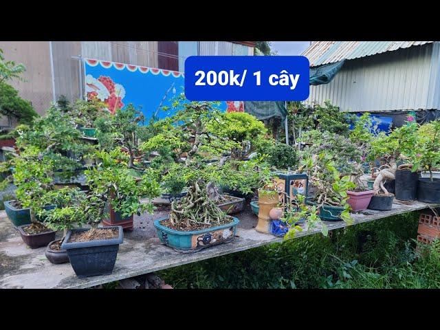 PAN CITY 371 Thanh lý toàn bộ 40 cây Bonsai để bàn kệ số 1 chỉ trung bình 200k / 1 cây 