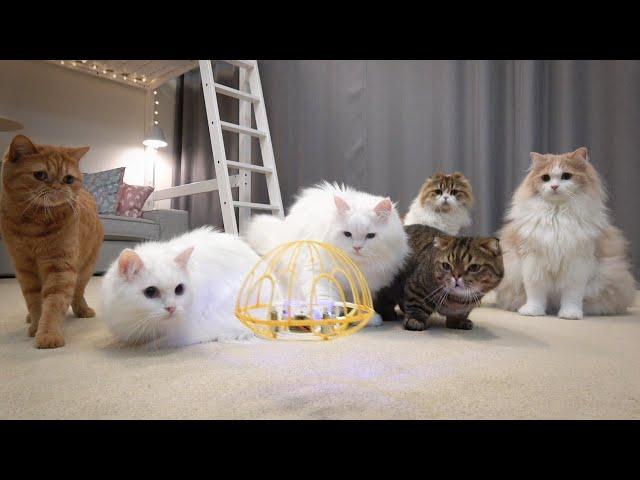 Cats are going crazy watching a drone flying! (Caution : chattering) (ENG SUB)