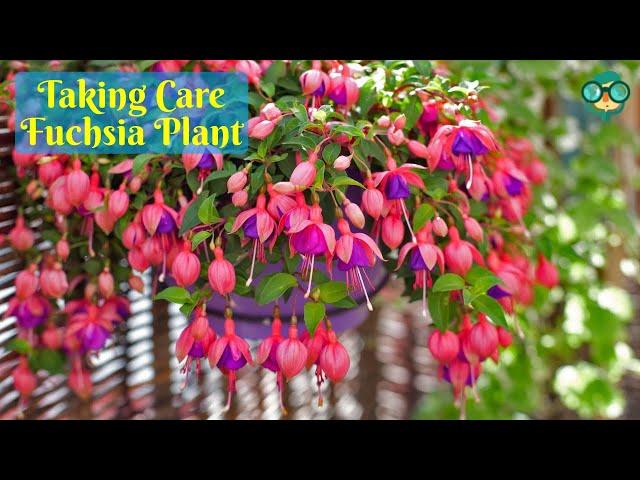 How to Care for Fuchsia Plants? How to Grow Fuchsia Plants? How to Take Care of a Fuchsia Plant?