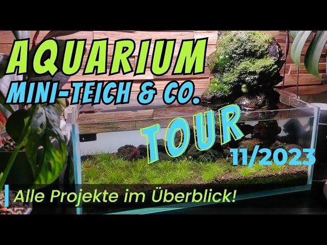 Aquarium, Mini-Teich & Co. Tour 11/23 -Alle Projekte November 2023 #aquaristik