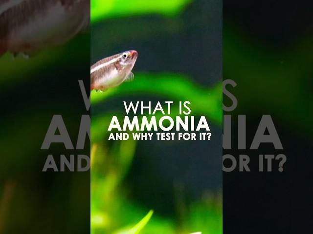 Ammonia: the uninvited guest in your aquarium #ntlabs #ammonia #fishkeeping #shorts #howto #tutorial