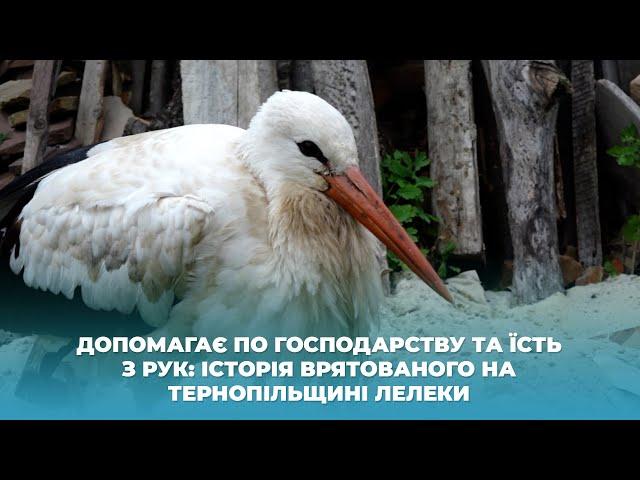 Допомагає по господарству та їсть з рук: історія врятованого на Тернопільщині лелеки