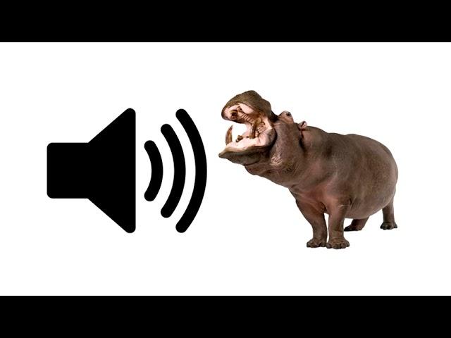 Hippo - Sound Effect | ProSounds